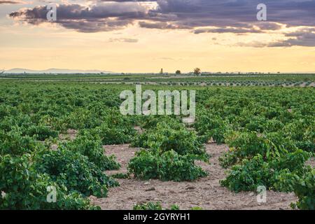 Verde vigneti paesaggio a la Mancha, Spagna Foto Stock