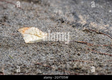 Grande punta arancione (Hebomoia glaucippe) che si accovacciano a terra Foto Stock