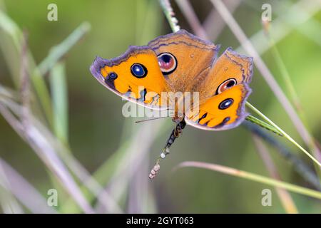 Peacock Pansy (Junonia almana) bere su pianta Foto Stock