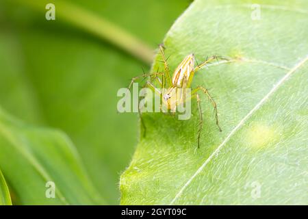 Ragno lynx magro (Oxyopes macilentus) Foto Stock