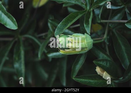 Passiflora caerulea, la passione bluecrown fiore frutto verde coltivato con tre stimmi viola Foto Stock