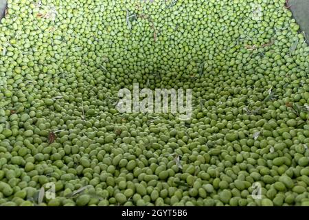 Fase iniziale della produzione dell'olio d'oliva: Le olive vengono caricate in un grande imbuto metallico Foto Stock