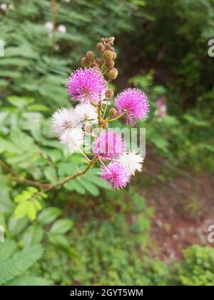 Primo piano di bellissimi fiori di mimosa in giardino Foto Stock