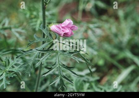 Malva moschata, il muschio matta fiore rosa fiorente e foglie verdi commestibili Foto Stock