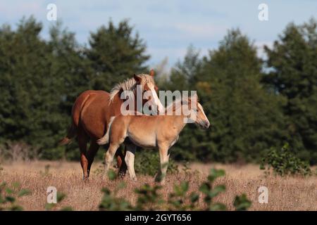 Fucilato di due cavalli marroni in piedi in un campo erboso secco con lo sfondo di alberi Foto Stock