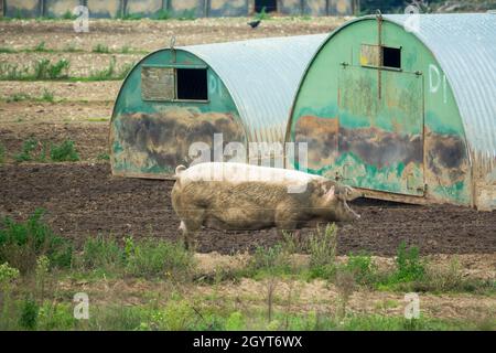 azienda agricola anonima di grandi dimensioni Foto Stock