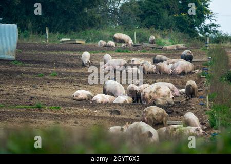 azienda agricola anonima di grandi dimensioni Foto Stock