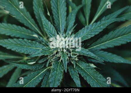 Cannabis sativa pianta femmina fiori vista dall'alto Foto Stock