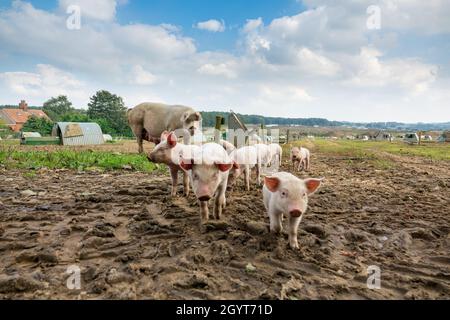 Piglets anonima Grande Pig Farm Foto Stock