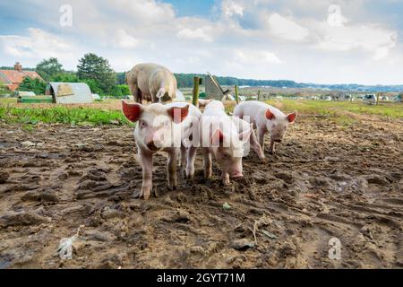 Piglets anonima Grande Pig Farm Foto Stock