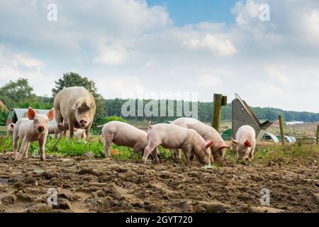 Piglets anonima Grande Pig Farm Foto Stock