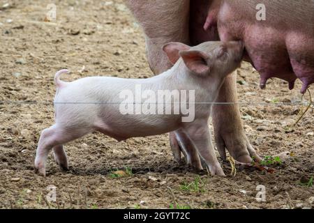 azienda agricola anonima di grandi dimensioni Foto Stock