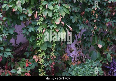 Parthenocissus quinquefolia vitigno colorito fogliame in primo autum Foto Stock