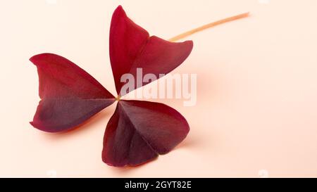 tre foglie viola trifoglio shamrock, stand per speranza, amore e fede, primo piano di isolato fogliame oxalis Foto Stock