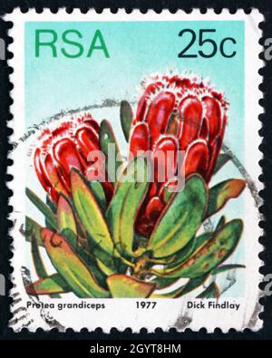 SUDAFRICA - CIRCA 1977: Un timbro stampato in Sudafrica mostra Red Sugarbush, Protea Grandiceps, Flowering Plant, circa 1977 Foto Stock