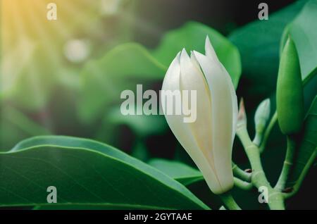 Champaka Bianco fiore o Michelia alba. hanno odori aroma su albero verde in giardino Foto Stock