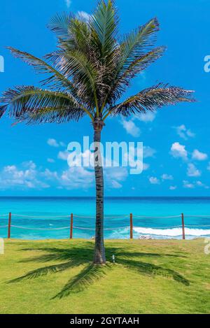 Ombra di palme sull'erba con mare recintato contro il cielo Foto Stock
