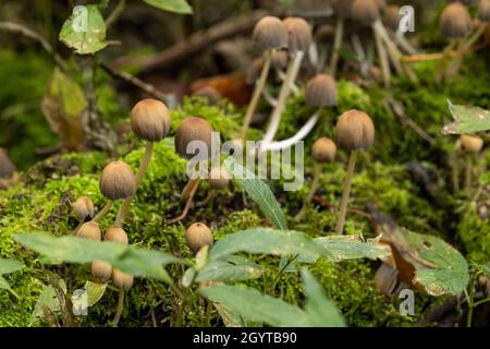 Esemplari dal foray di Coalpit Hill. Foto Stock