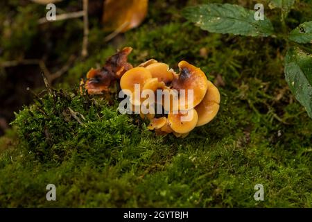 Esemplari dal foray di Coalpit Hill. Foto Stock