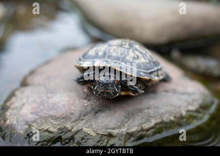Una tartaruga si trova su una piazza del parco. La tartaruga saliva fuori dall'acqua su un ciottolo. Il rettile è appoggiato all'interno del guscio. Foto Stock