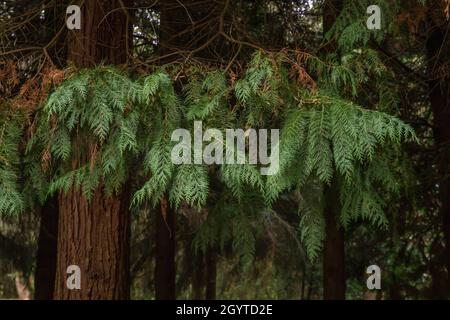 Thuja occidentalis bianco cedro sempreverdi conifere Foto Stock