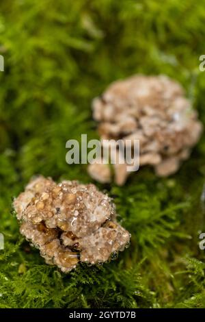 Esemplari dal foray di Coalpit Hill. Foto Stock