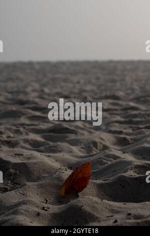 Singola foglia rossa adagiato su una spiaggia di sabbia nocciola Foto Stock