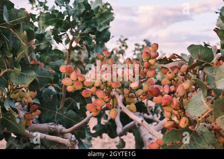 Pistacia vera o pistacchio rosso mature nocciole mature mazzo Foto Stock