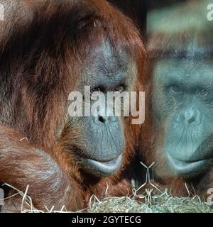 Una donna orangutana che guarda la finestra in uno zoo, ritratto Foto Stock