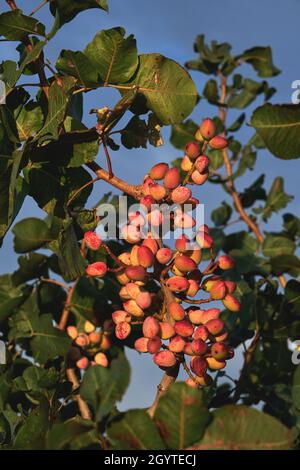 Pistacia vera o pistacchio rosso mature nocciole mature mazzo Foto Stock