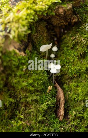 Esemplari dal foray di Coalpit Hill. Foto Stock