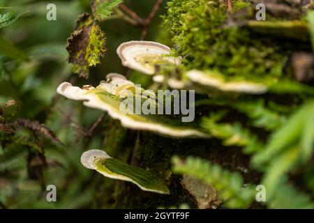 Esemplari dal foray di Coalpit Hill. Foto Stock