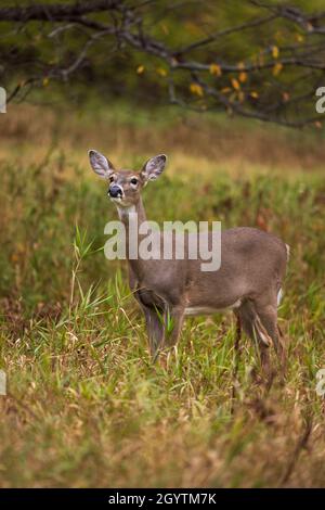 White-tailed doe in Wisconsin settentrionale campo. Foto Stock