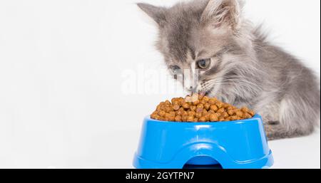 Un gattino mangia cibo secco da un piatto blu su sfondo bianco per un negozio di animali domestici. Il gatto mangia, luogo per il testo. Foto Stock