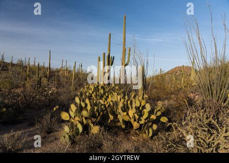 Saguaro, cholla, ocotillo e Prickly Pear Cactus di Engelmann nelle montagne di Tucson, Parco Nazionale di Saguaro, Tucson, Arizona. Foto Stock