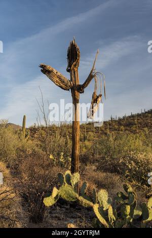 Lo scheletro di un gigante morto cactus Saguaro, Carnegiea gigantea, Saguaro National Park, Tucson, Arizona. Foto Stock