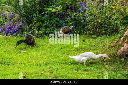 Tre Piccole anatre. Foto Stock