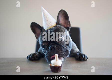 Il cucciolo francese di Bulldog indossa un cappello di compleanno cercando di mangiare un cupcake al tavolo. Foto Stock