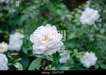 White Hybrid Rose x alba di York Flower in Green Garden Foto Stock