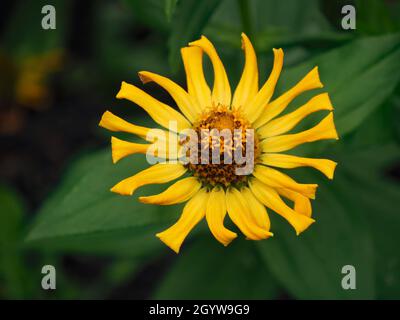 Primo piano del fiore giallo su una pianta di zinnia che cresce in un aiuole. Foto Stock