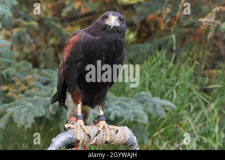 Un falco di Harris seduto su un posatoio Foto Stock
