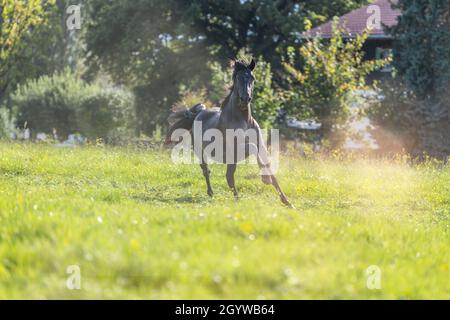 Un cavallo nero porpora raza espanola galoppante su un prato Foto Stock