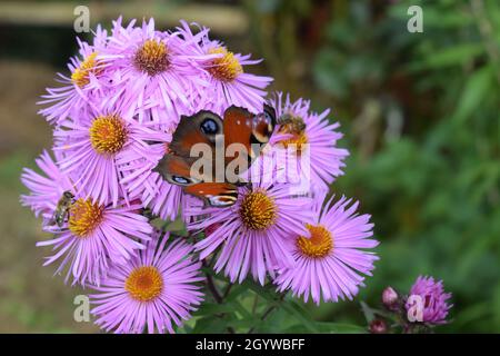 Unione farfalla pavone Foto Stock