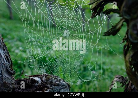 Spiderrnet tra vigneti in un vigneto Foto Stock