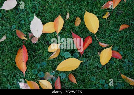 Primo piano delle foglie autunnali cadute su un prato. Foto Stock