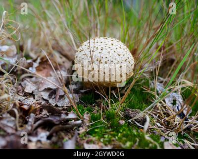 Funghi che crescono nella New Forest, Hampshire, Regno Unito Foto Stock