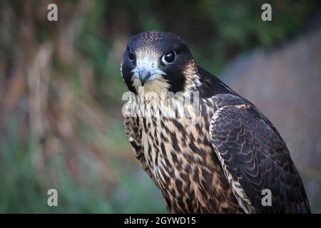 Primo piano di una testa giovanile di Peregrine Falcon Foto Stock