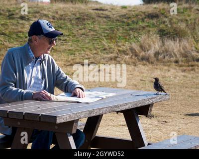 L'uomo sedette leggendo un giornale su una panca da picnic quando una stella comune, Sturnus vulgaris è venuto alla ricerca di cibo, Dorset, Regno Unito Foto Stock