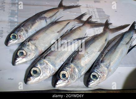 Pesce sul tavolo. Pesce volante (Exocoetidae). Primo piano. Bianco e nero. Foto Stock
