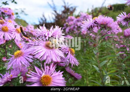 ape di lana su fiore viola Foto Stock